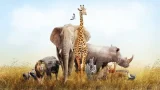 Adaptations