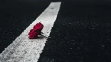 nature road rose